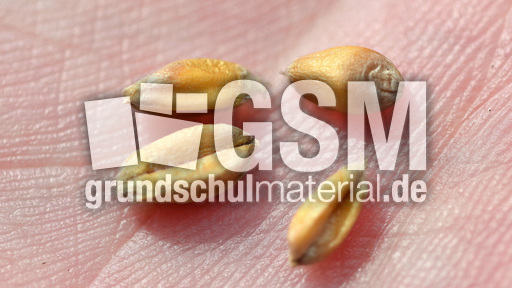 Weizenkörner (2).jpg